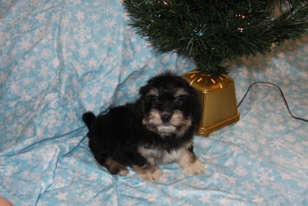 havanese-puppies